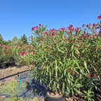 Nerium oleander (Rojo) 150/175 cm en maceta de 30L
