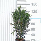 Nerium oleander (Rojo) 80/100 cm en maceta de 10L