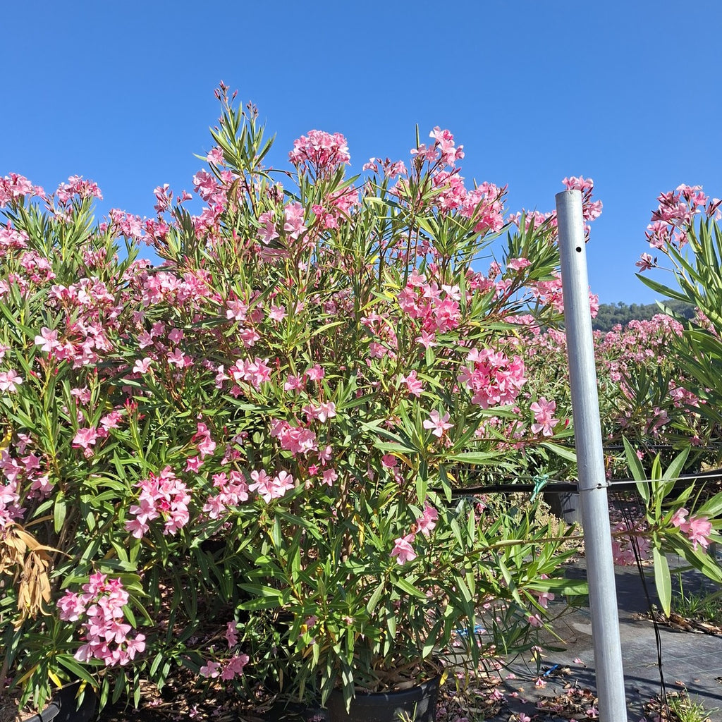 Nerium oleander (Rosa) 150/175 cm en maceta de 30L