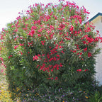 Nerium oleander (Rojo)