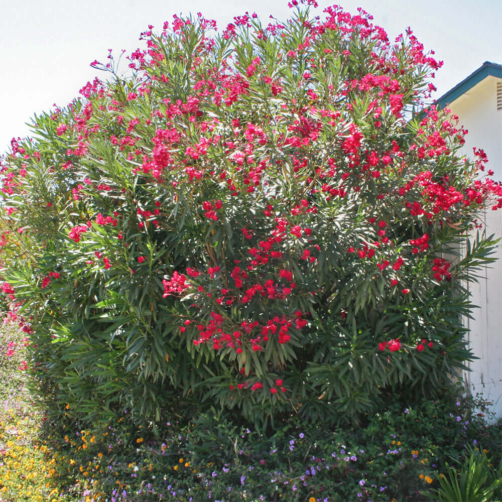 Nerium oleander (Rojo)