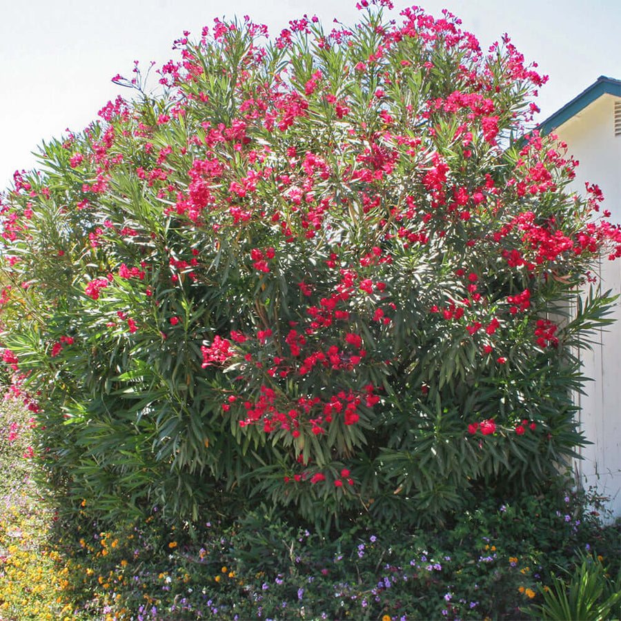 Nerium oleander (Rojo)