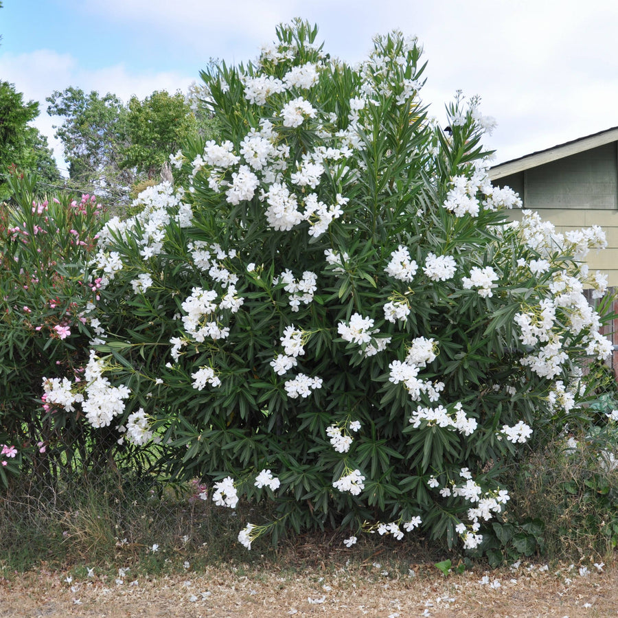 Nerium oleander (Blanco)