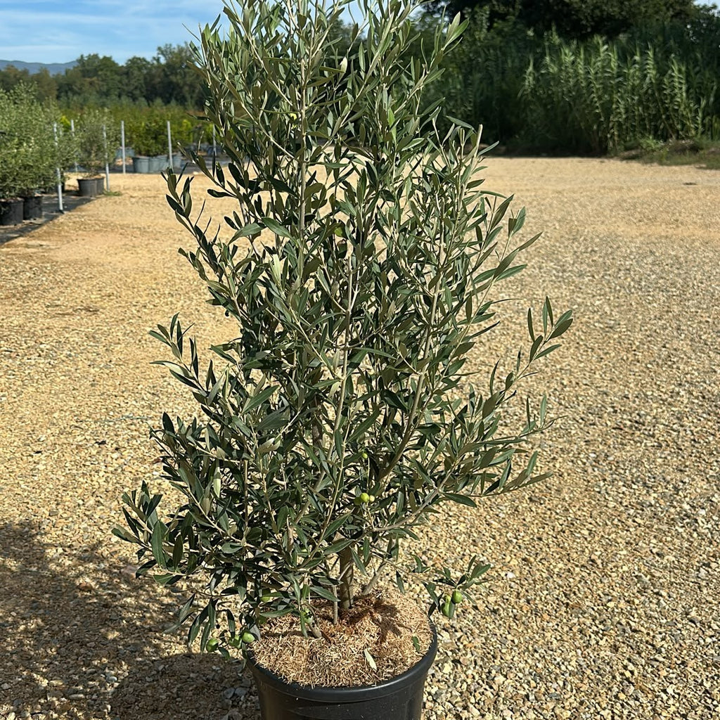 Olea europaea 'Cipressino' 120/140 cm en maceta de 15L