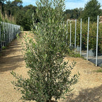 Olea europaea 'Cipressino' 150/175 cm en maceta de 30L