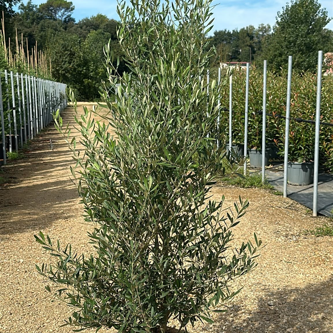 Olea europaea 'Cipressino' 150/175 cm en maceta de 30L