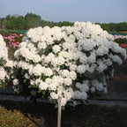 Rhododendron (Y) 'Schneekrone'