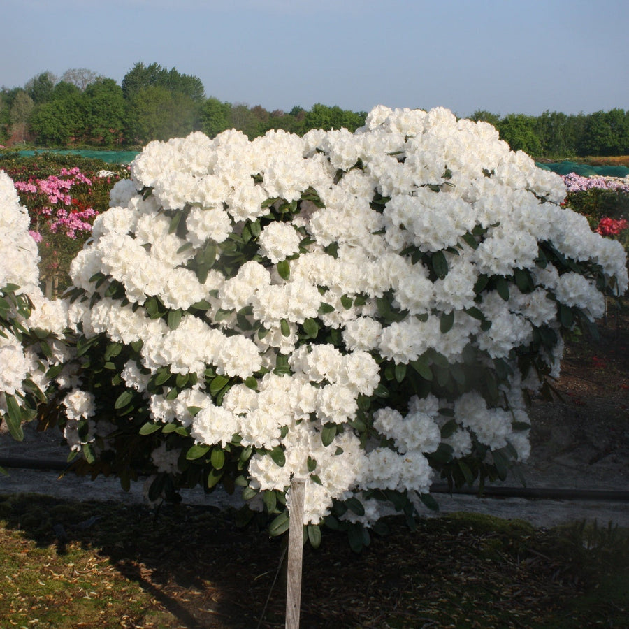 Rhododendron (Y) 'Schneekrone'
