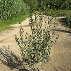Phillyrea angustifolia 100/120 cm en maceta de 10L