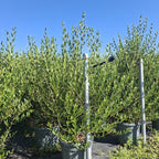 Phillyrea angustifolia 100/120 cm en maceta de 18L