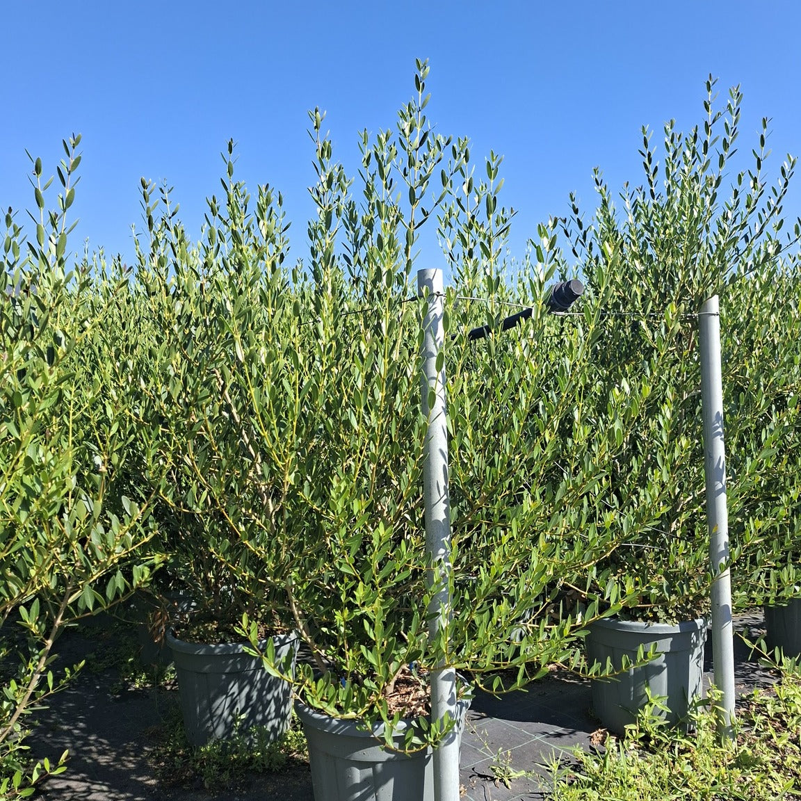 Phillyrea angustifolia 100/120 cm en maceta de 18L