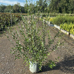 Phillyrea angustifolia 110/130 cm en maceta de 15L