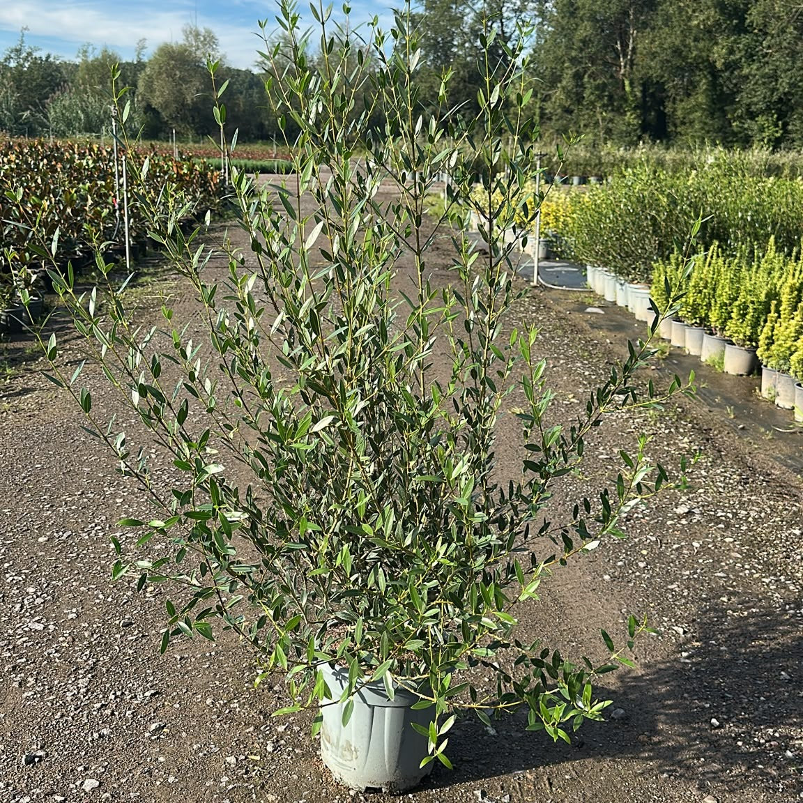 Phillyrea angustifolia 110/130 cm en maceta de 15L