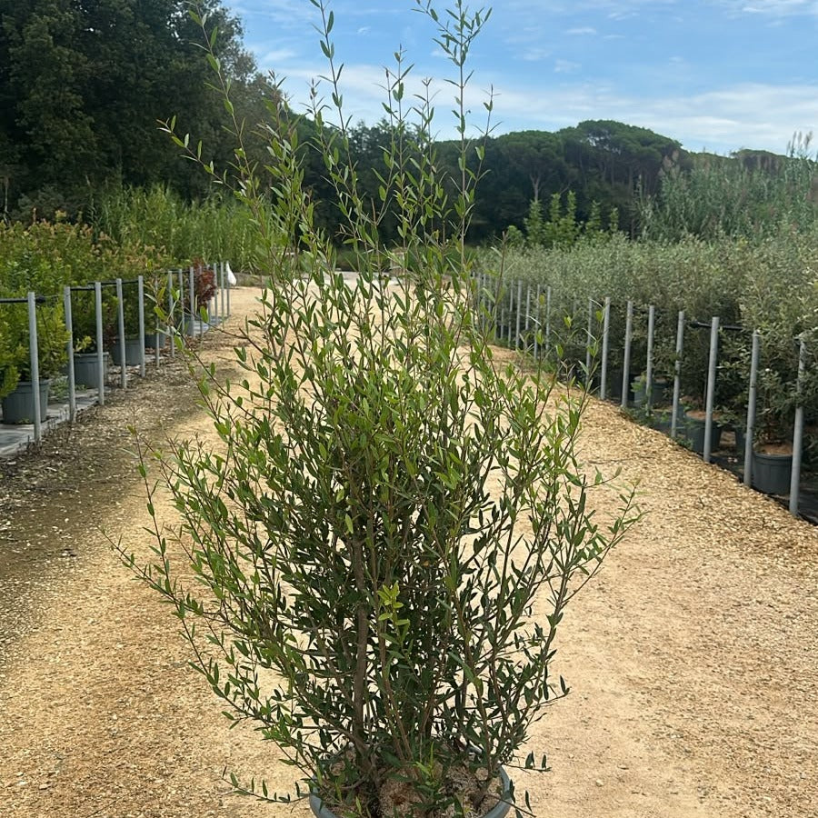 Phillyrea angustifolia 150/175 cm en maceta de 30L