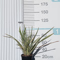 Phormium tenax 'Variegatum' 60/80 cm en maceta de 10L