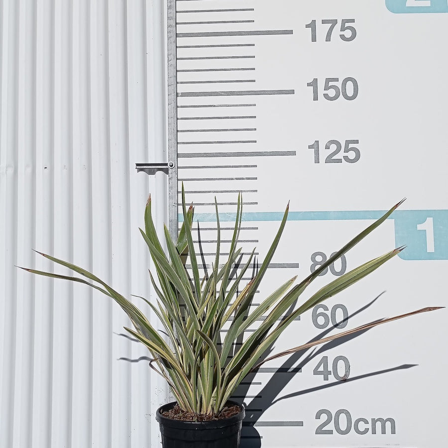 Phormium tenax 'Variegatum' 60/80 cm en maceta de 10L