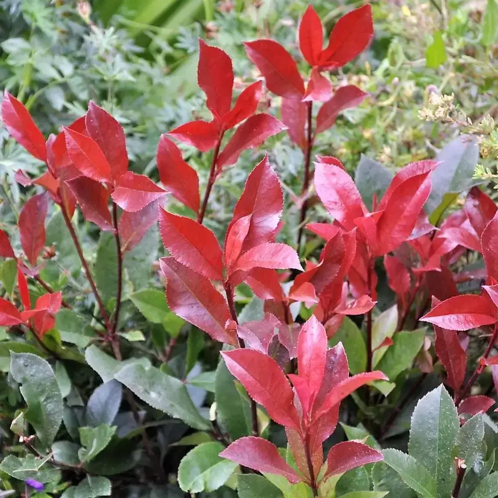 Photinia Fraseri Carre Rouge