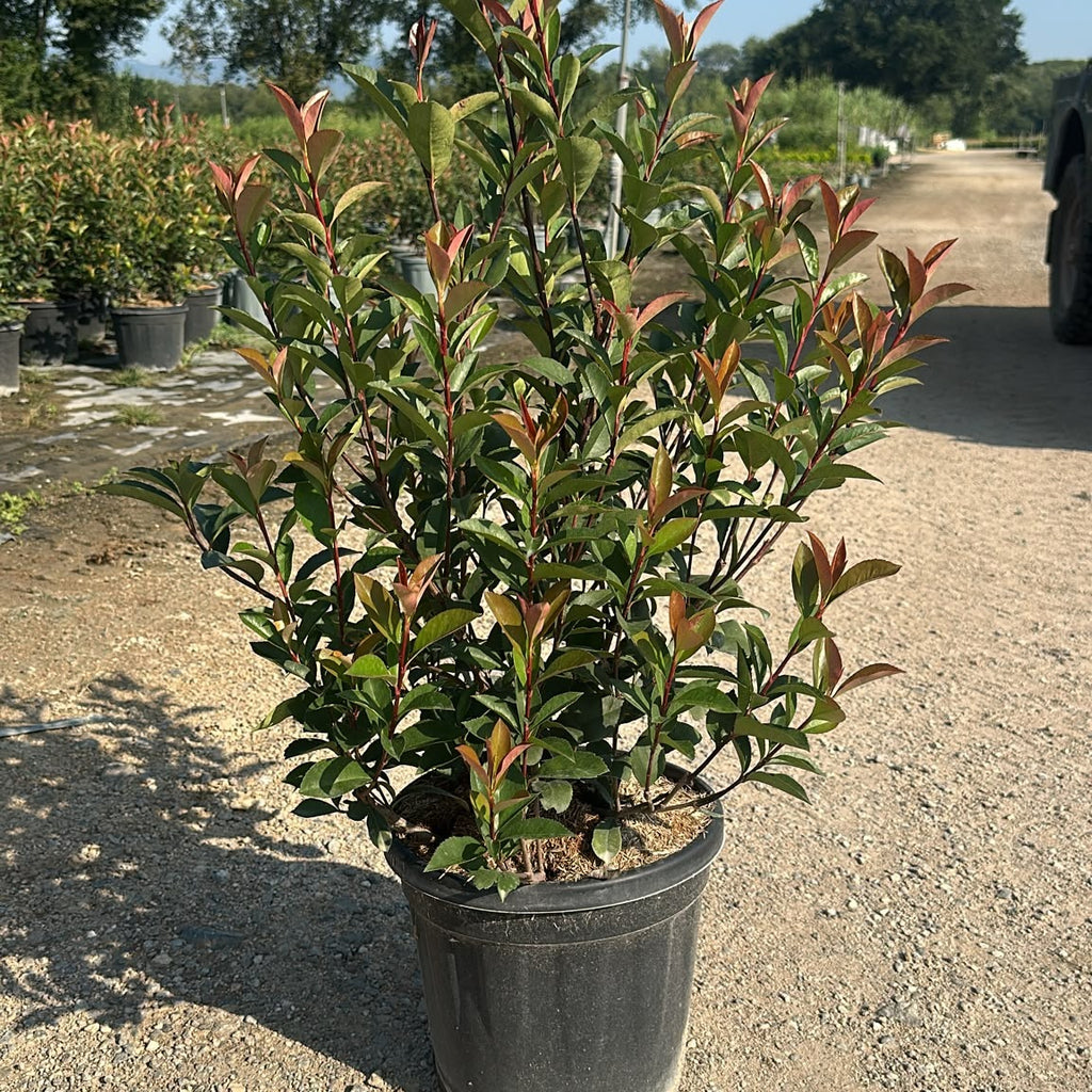 Photinia × fraseri 'Carré Rouge' 100/120 cm en maceta de 10L