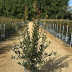 Photinia × fraseri 'Carré Rouge' 120/140 cm en maceta de 15L