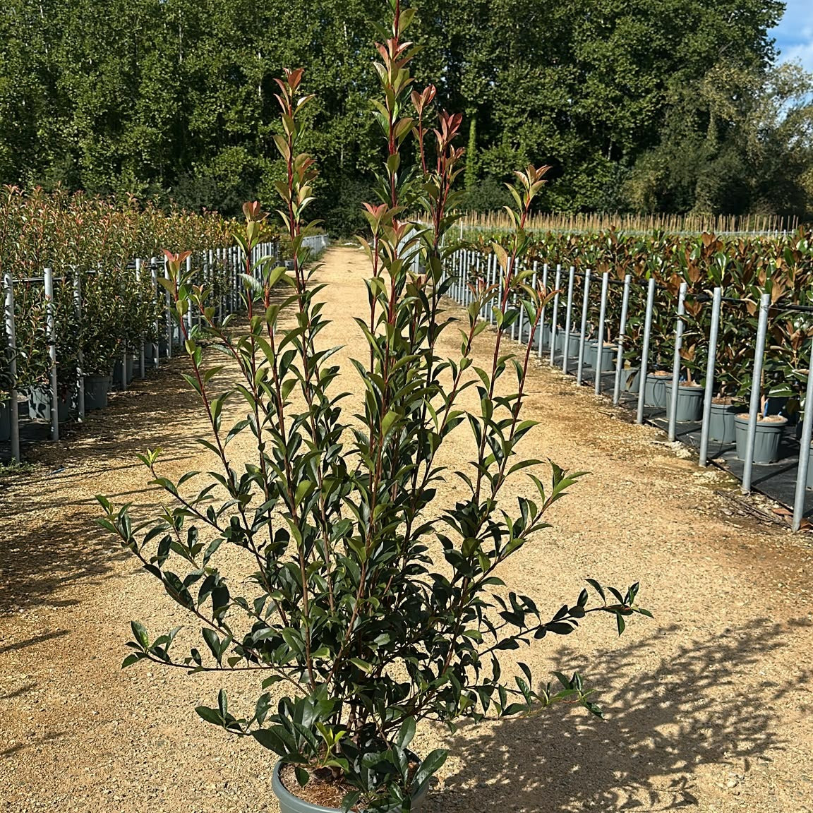 Photinia × fraseri 'Carré Rouge' 120/140 cm en maceta de 15L