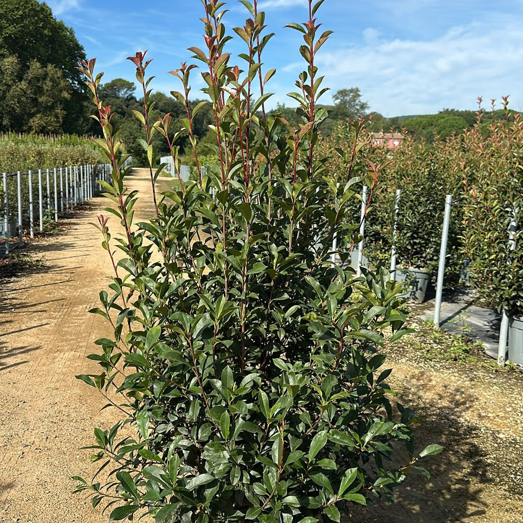 Photinia × fraseri 'Carré Rouge' 150/175 cm en maceta de 30L