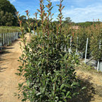 Photinia × fraseri 'Carré Rouge' 150/175 cm en maceta de 30L