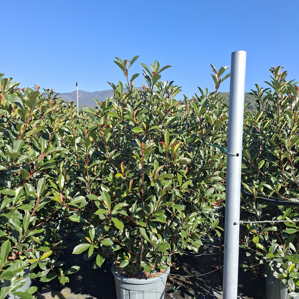 Photinia × fraseri 'Carré Rouge' 150/175 cm en maceta de 30L