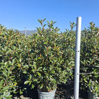 Photinia × fraseri 'Carré Rouge' 150/175 cm en maceta de 30L