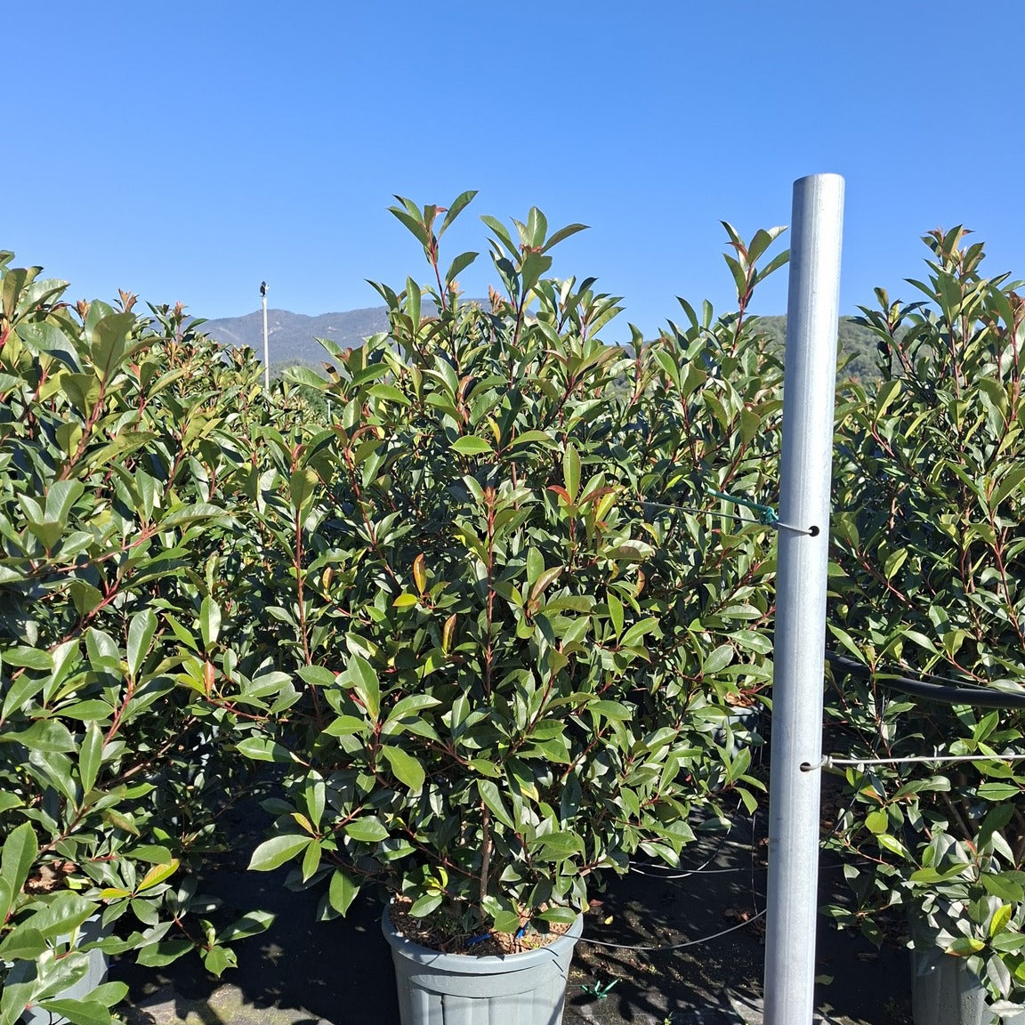 Photinia × fraseri 'Carré Rouge' 150/175 cm en maceta de 30L