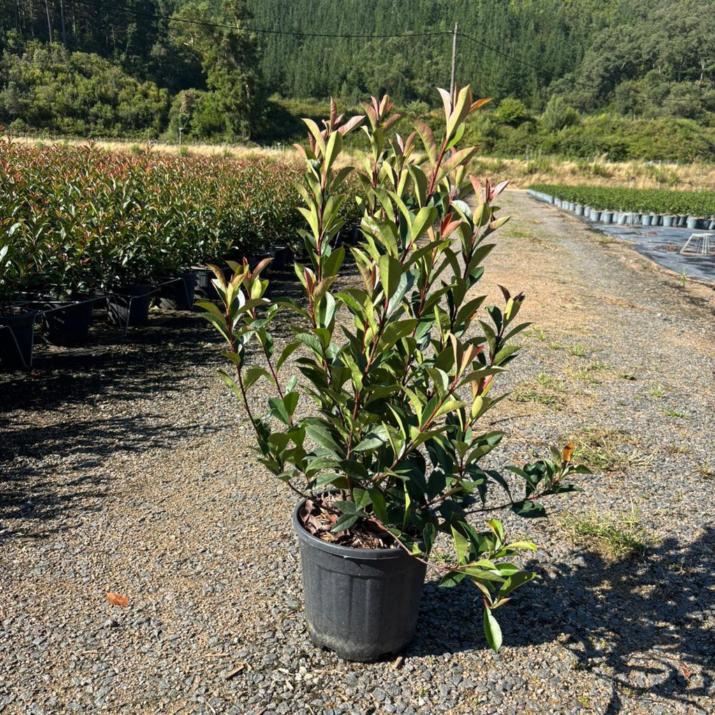 Photinia × fraseri 'Carré Rouge' 80/100 cm en maceta de 10L