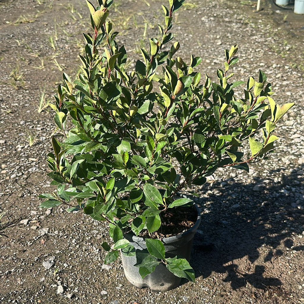 Photinia × fraseri 'Little Red Robin' 40/60 cm en maceta de 5L