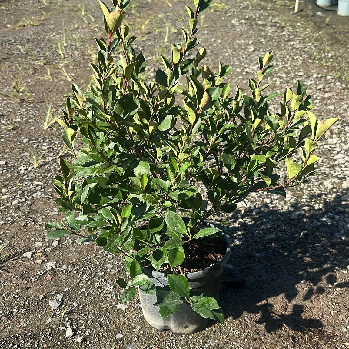 Photinia × fraseri 'Little Red Robin' 40/60 cm en maceta de 5L