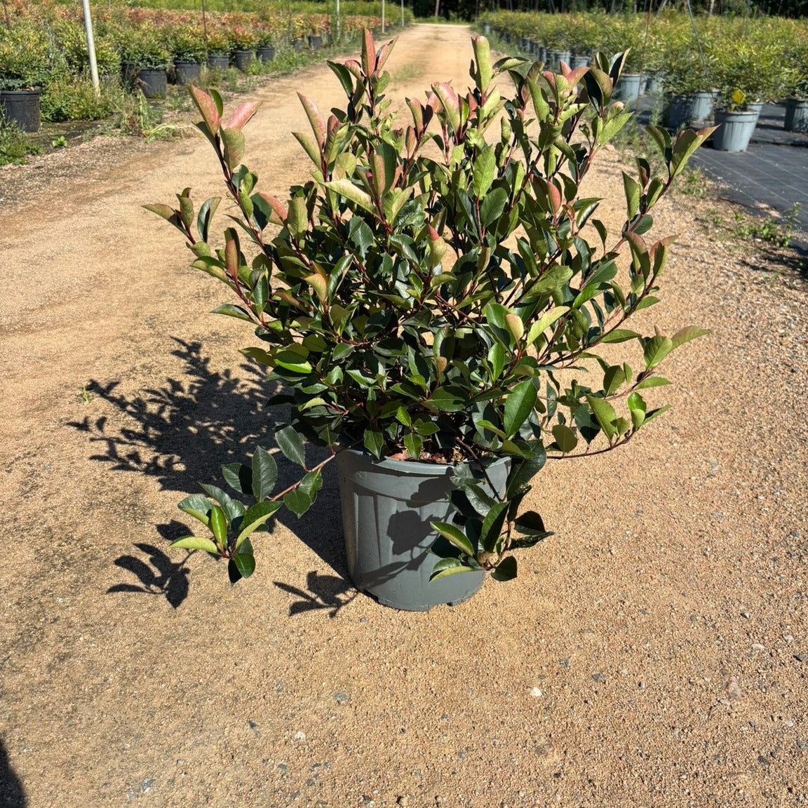 Photinia × fraseri 'Little Red Robin' 50/60 cm en maceta de 10L