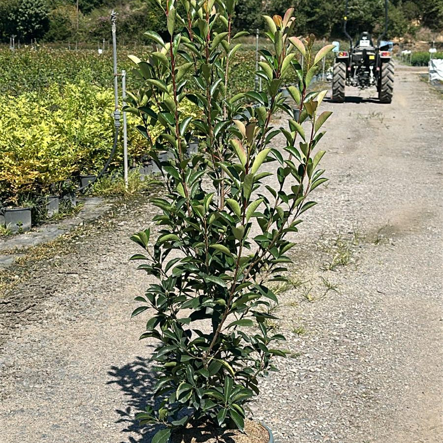 Photinia × fraseri 'Red Robin' 120/140 cm 15L