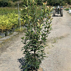 Photinia × fraseri 'Red Robin' 120/140 cm 15L