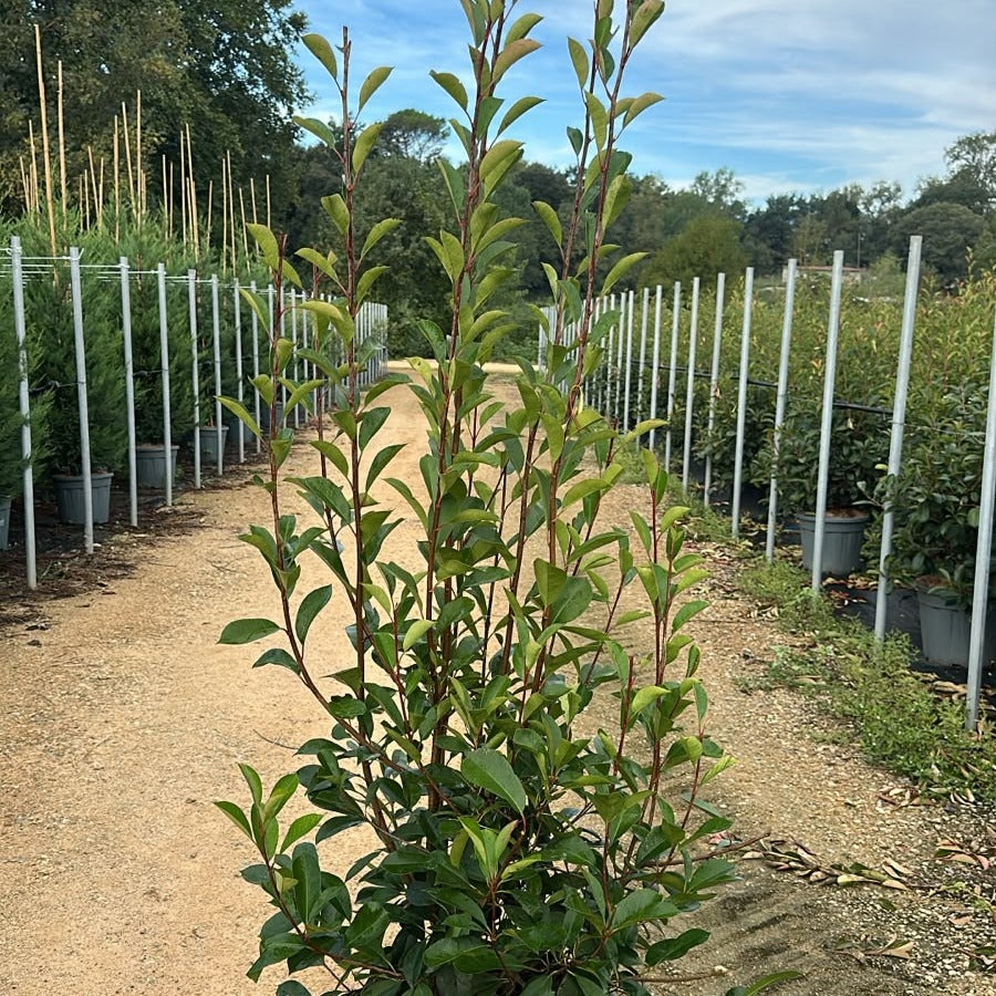 Photinia × fraseri 'Red Robin' 140/160 cm en maceta de 30L