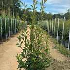 Photinia × fraseri 'Red Robin' 140/160 cm en maceta de 30L