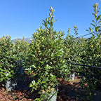 Photinia × fraseri 'Red Robin' 150/175 cm en maceta de 30L