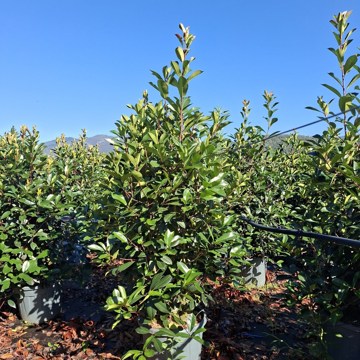 Photinia × fraseri 'Red Robin' 150/175 cm en maceta de 30L