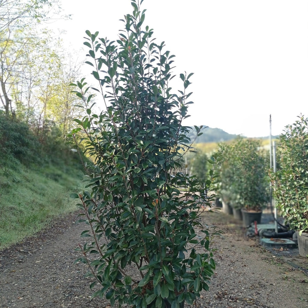 Photinia × fraseri 'Red Robin' 175/200 cm en maceta de 50L