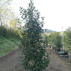 Photinia × fraseri 'Red Robin' 175/200 cm en maceta de 50L