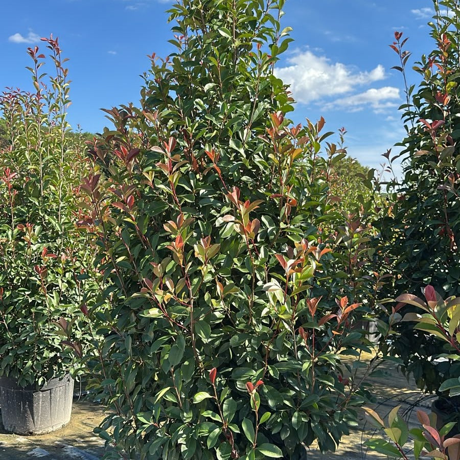 Photinia × fraseri 'Red Robin' 200/300 cm en maceta de 90L
