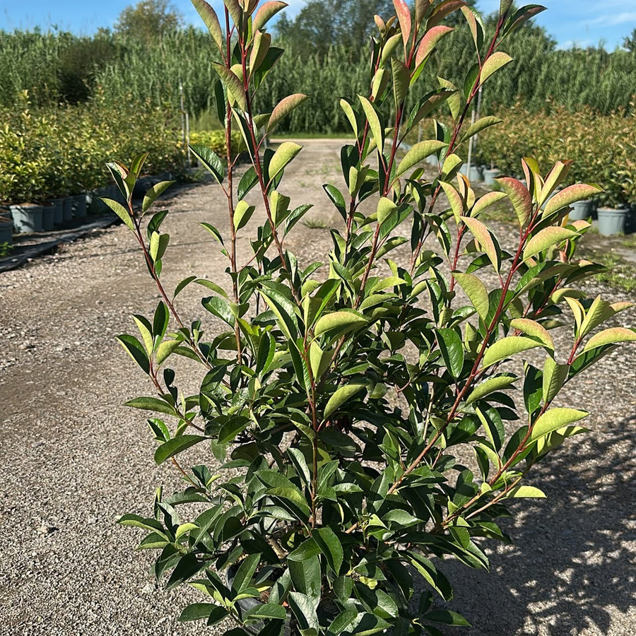 Photinia × fraseri 'Red Robin' 80/100 cm en maceta de 10L