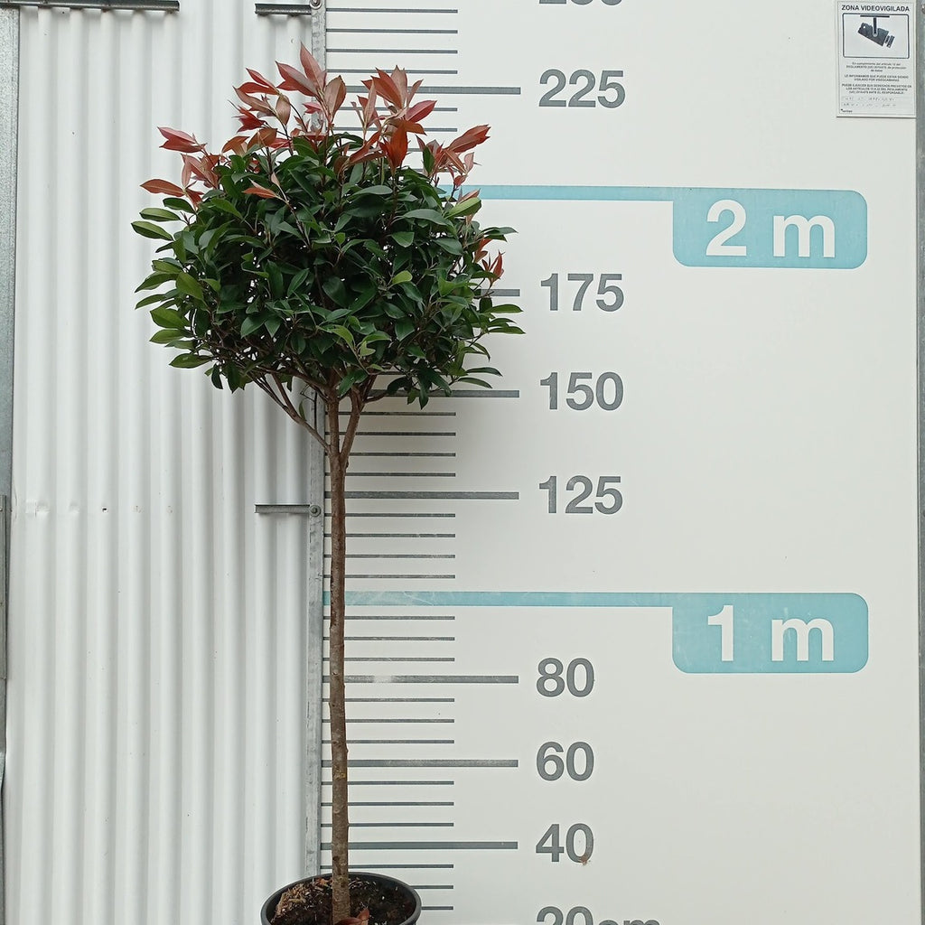 Photinia × fraseri 'Red Robin' t80/90+70/80 copa p8/9 en maceta de 18L