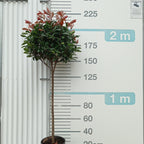 Photinia × fraseri 'Red Robin' t80/90+70/80 copa p8/9 en maceta de 18L