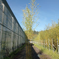Phyllostachys aureosulcata 'Spectabilis' 200/+ cm en maceta de 18L