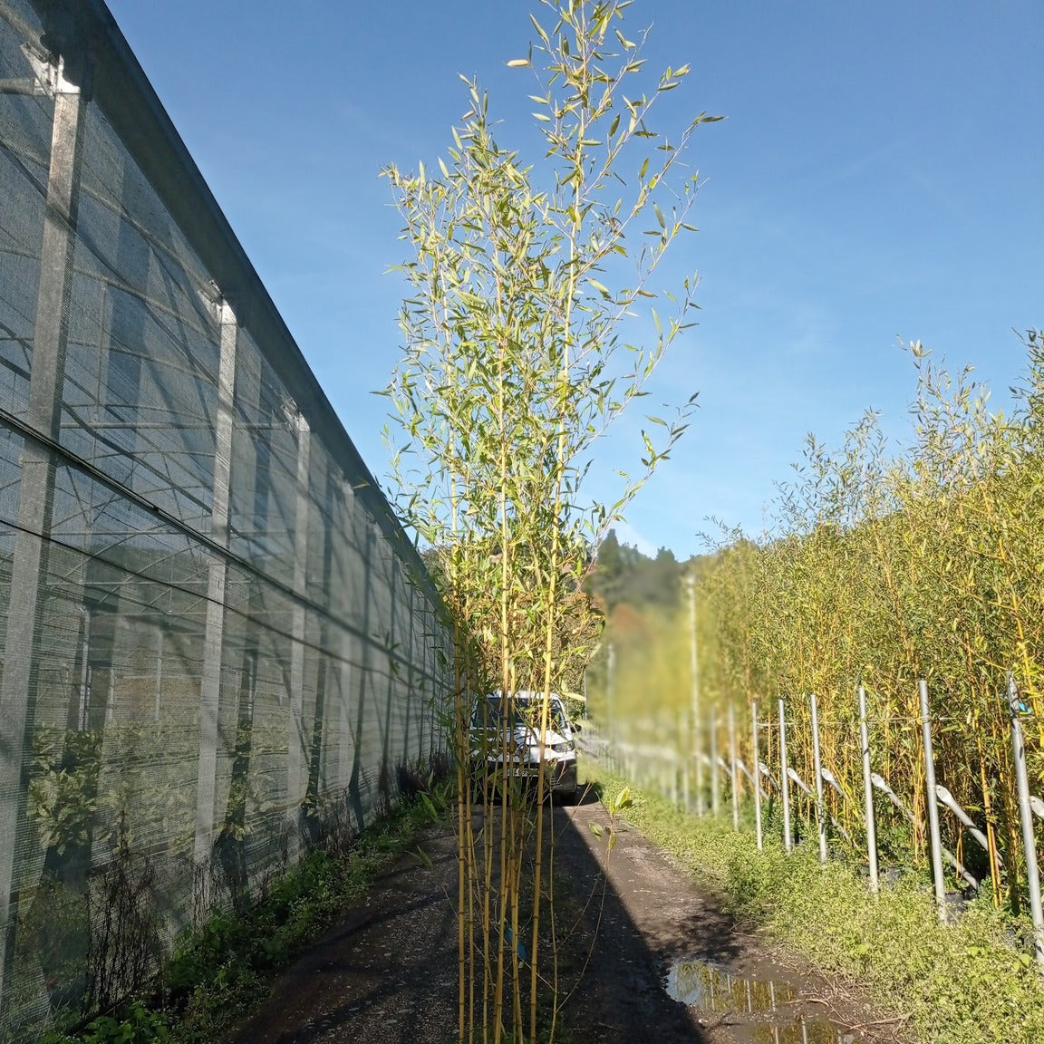 Phyllostachys aureosulcata 'Spectabilis' 200/+ cm en maceta de 18L