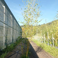 Phyllostachys bissetii 200/+ cm en maceta de 18L