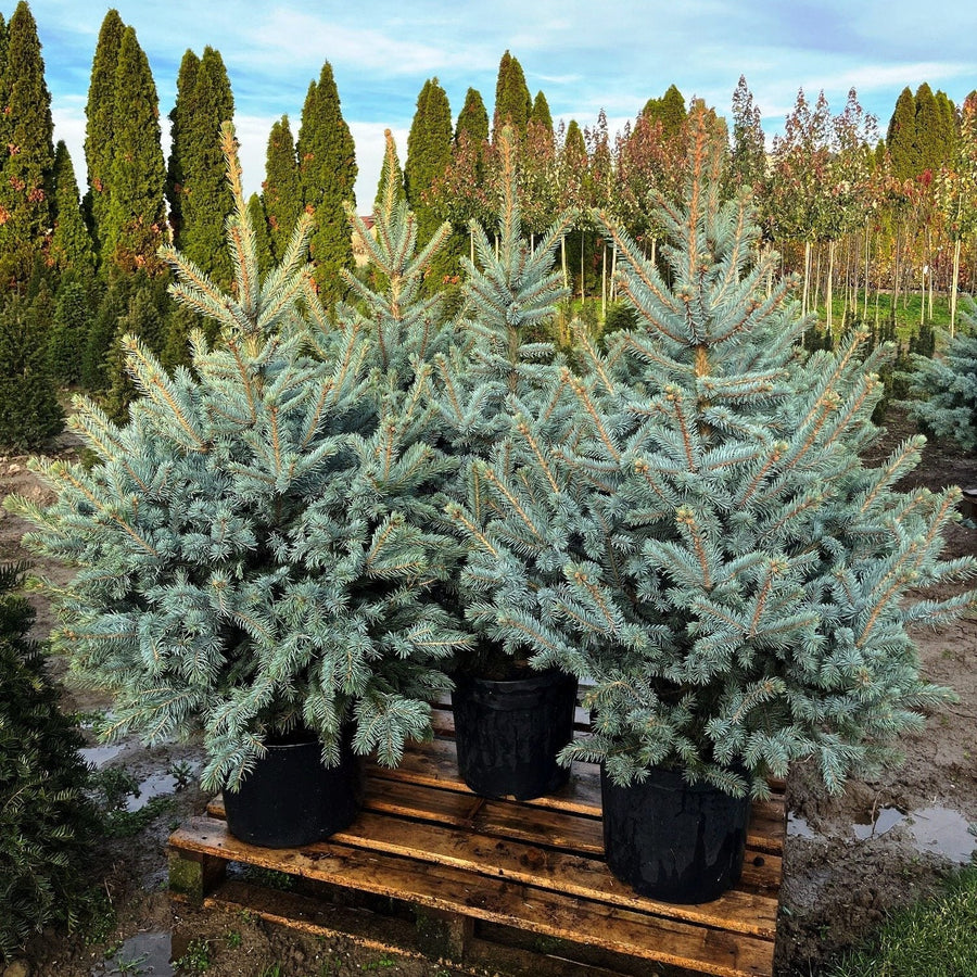 Picea pungens Super Blue Seedling (SBS)