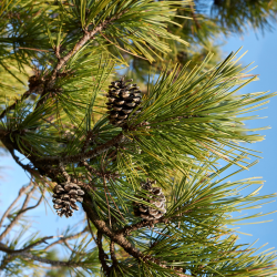 Pinus nigra 'Green Pearl'&reg;